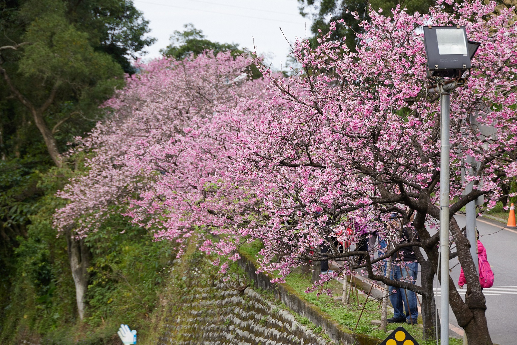 新烏路上的花園新城櫻花繽紛又唯美