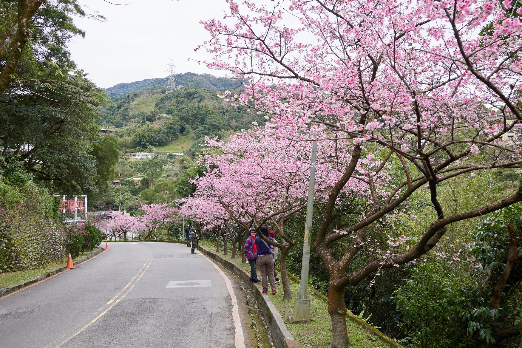 一片櫻花海景致染上新烏路上的花園新城