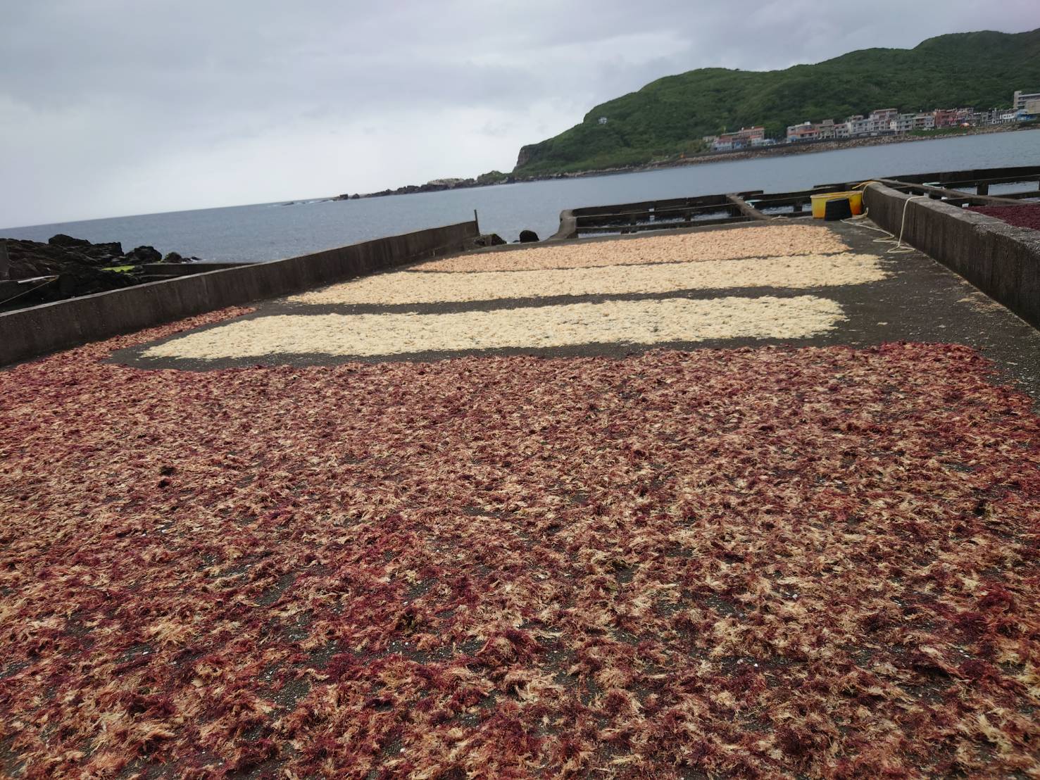 石花菜要經過七曝七曬繁雜工序才可保存
