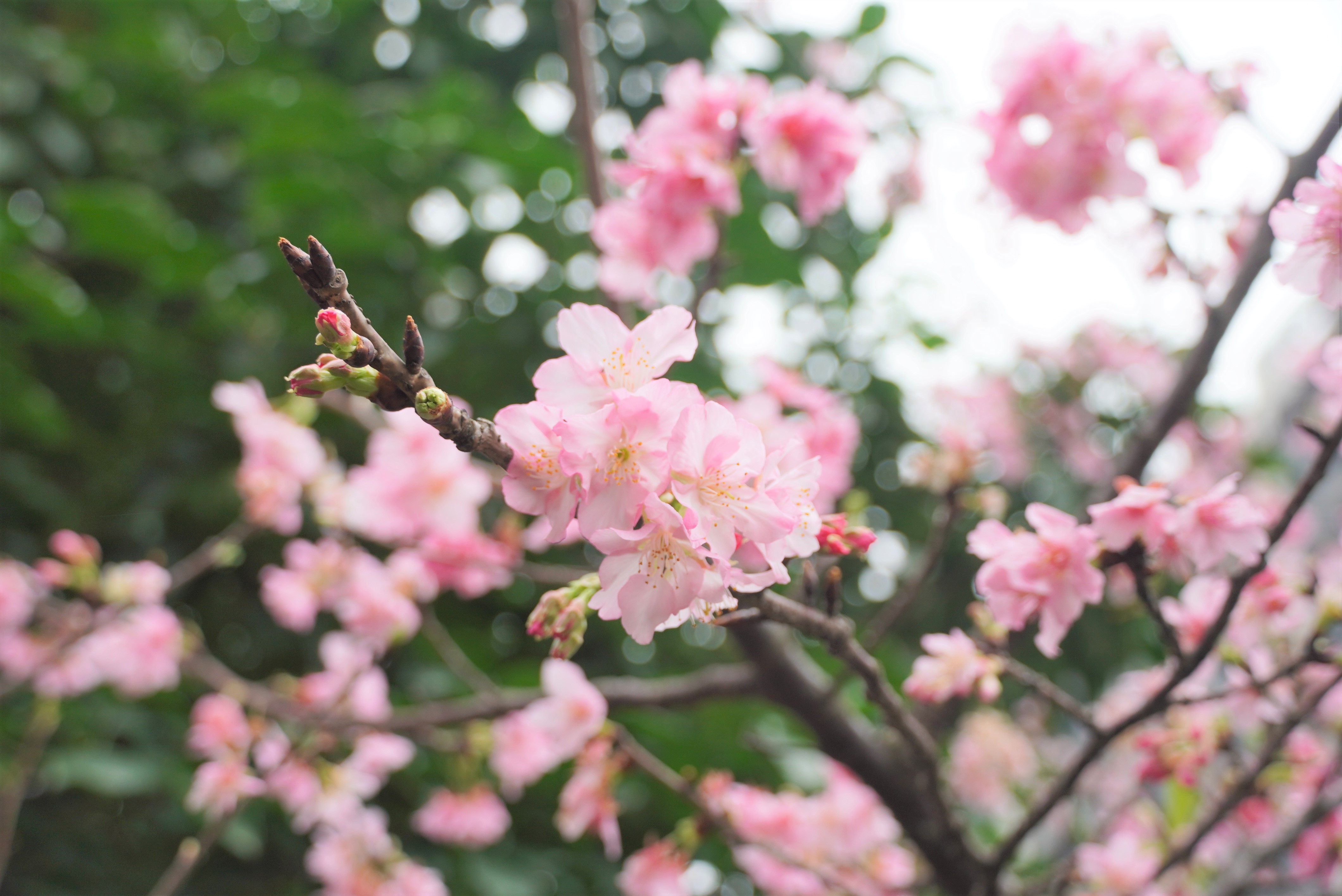 位於八里忠孝路上的大崁國小，從校園圍牆外就可以看到滿滿粉嫩櫻花