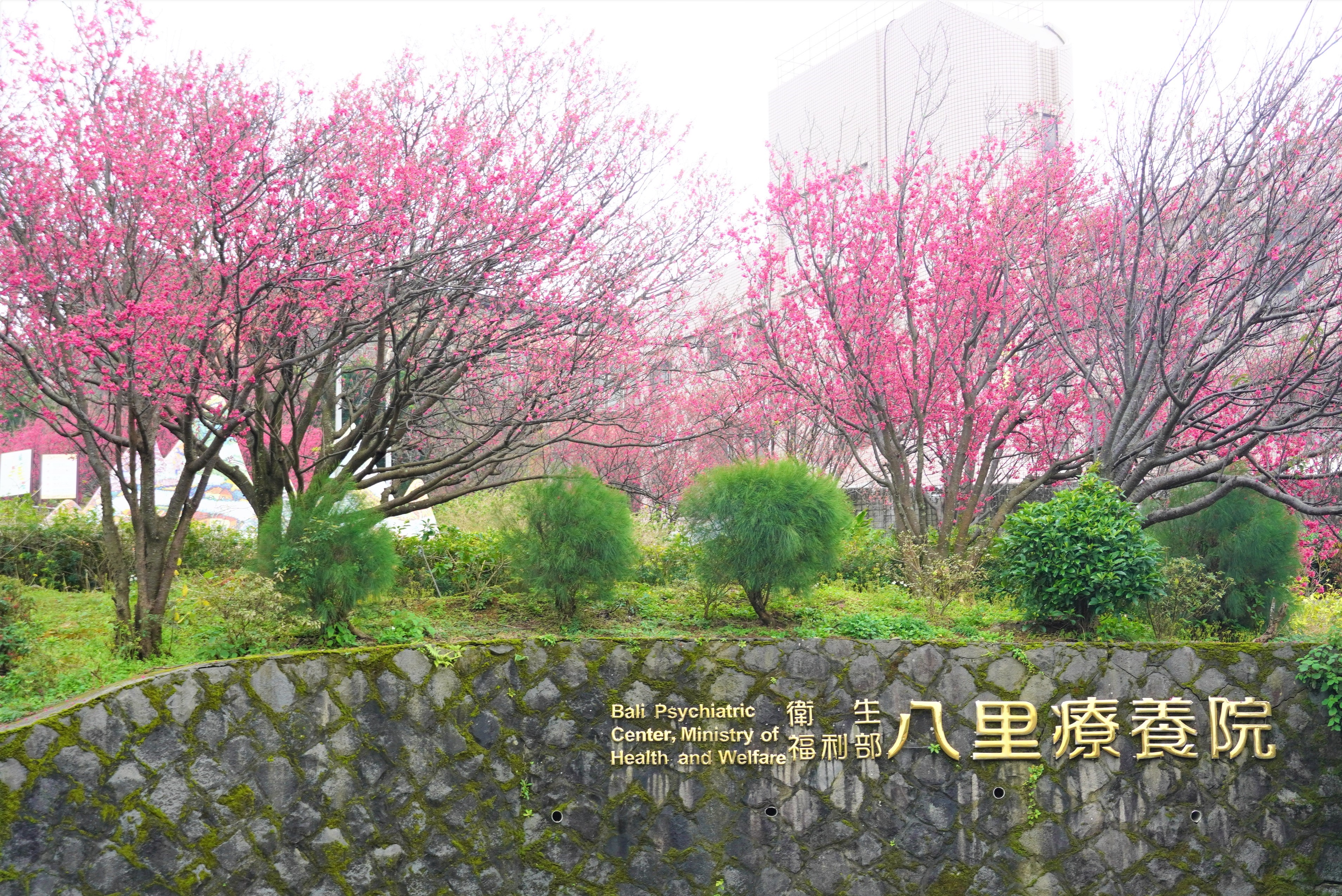 八里療養院一直是新北的賞櫻秘境，園區內櫻以山櫻花與八重櫻為最主