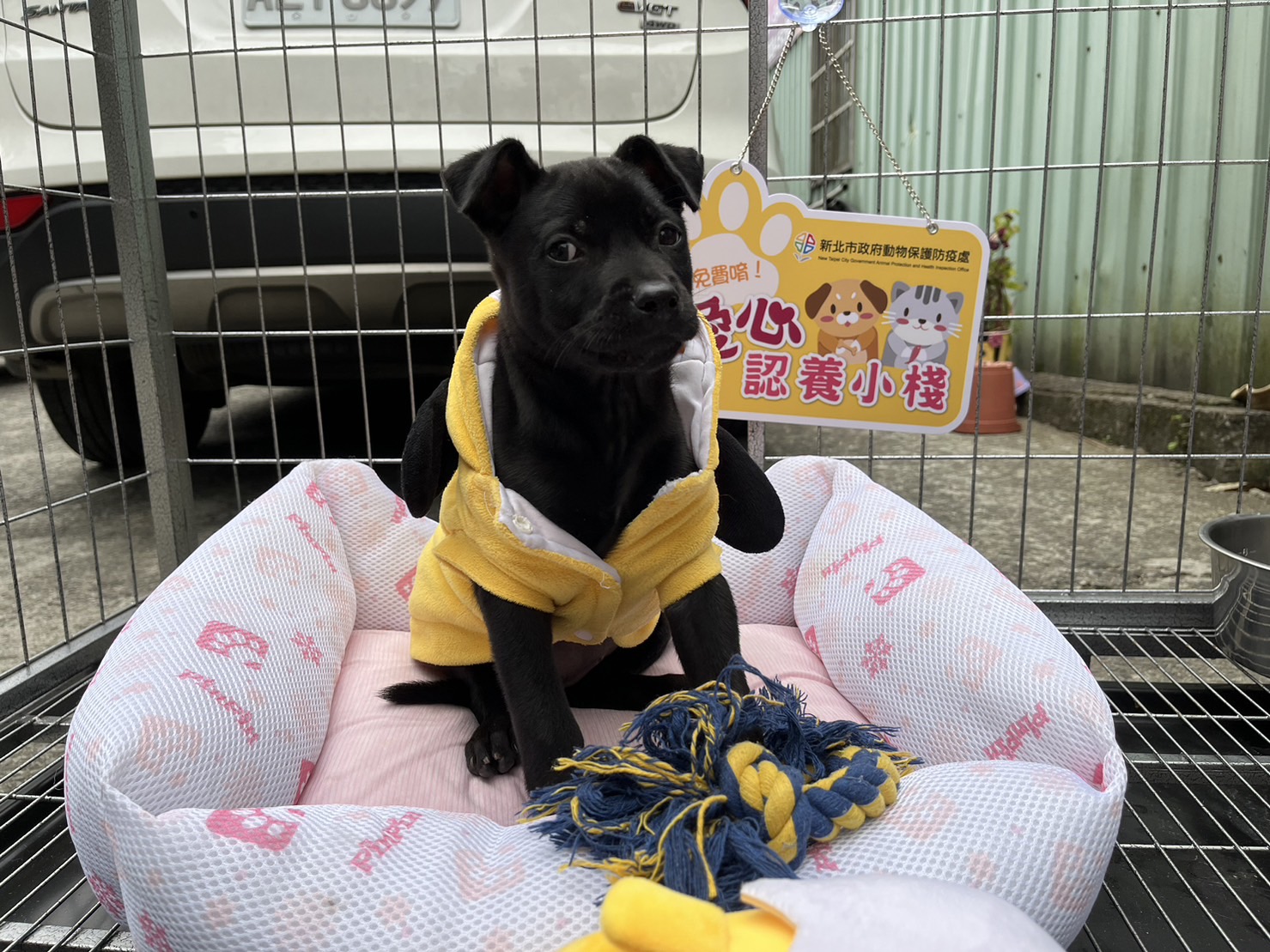 認養小棧放置狗狗等待溫暖的家