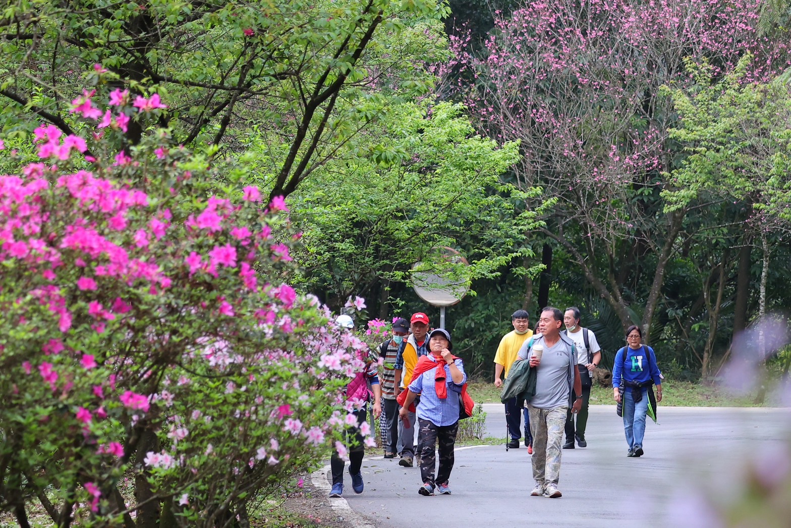 北台灣最美「景觀廊道」雙泰產業道路吸引許多外地遊客前往健走賞花