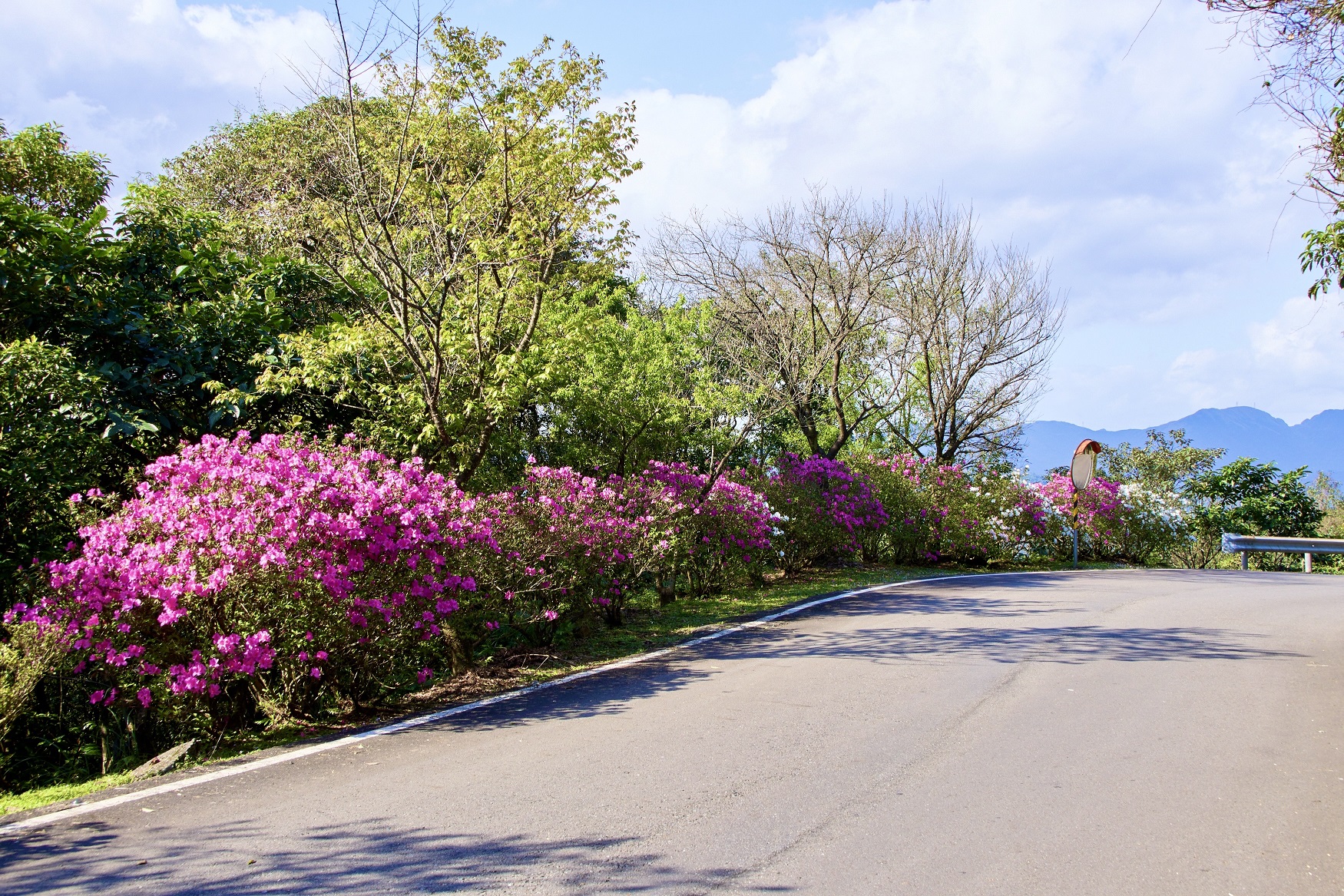 雙泰產業道路櫻花廊道修剪及複層次植栽杜鵑種植