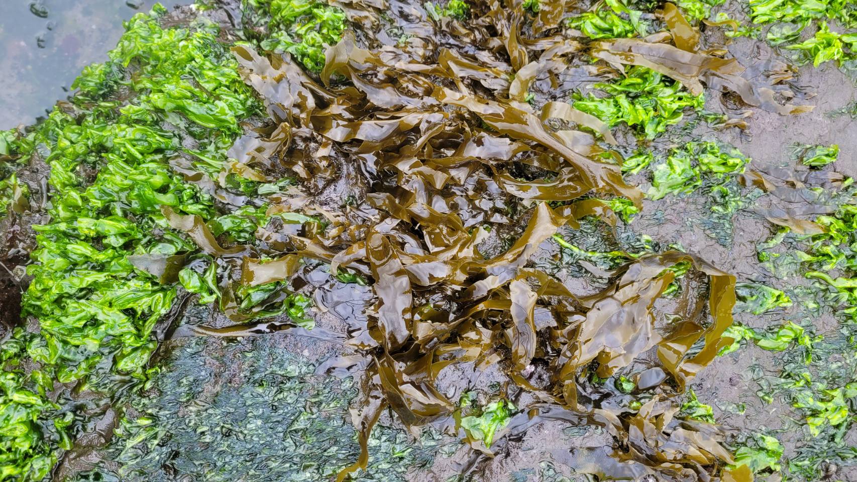 遍佈在礁岩上的小海帶