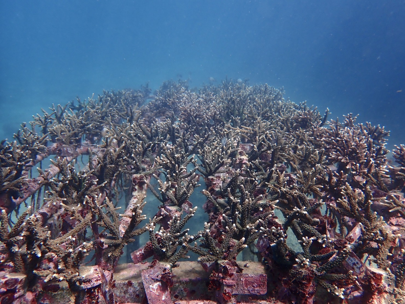 海洋資源復育園區內珊瑚農場內精心養殖的珊瑚