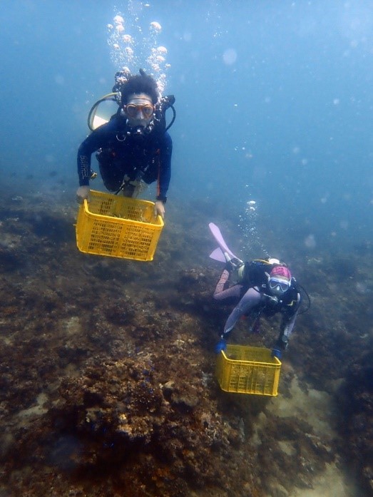 珊瑚移植志工協助移植珊瑚
