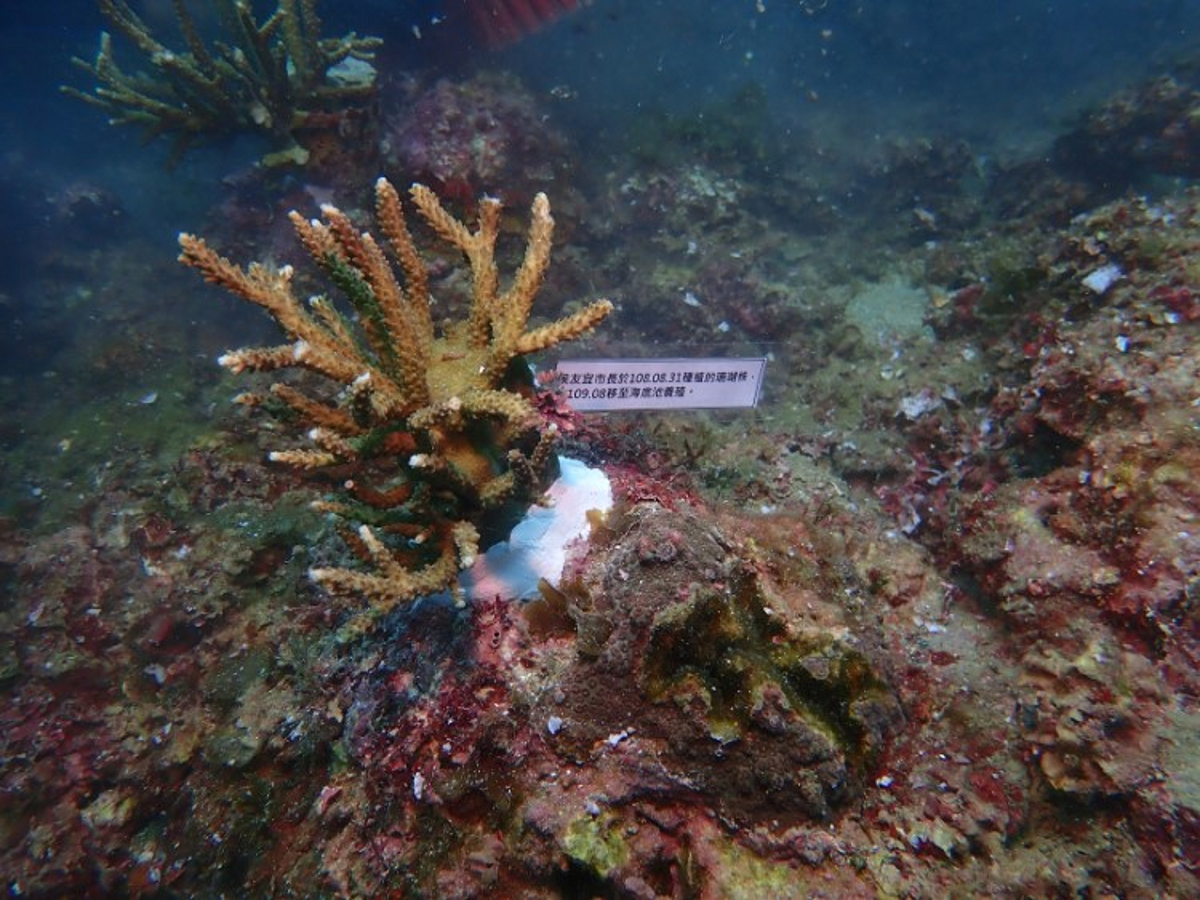 將生長健康的珊瑚移植至卯澳灣珊瑚苗團中
