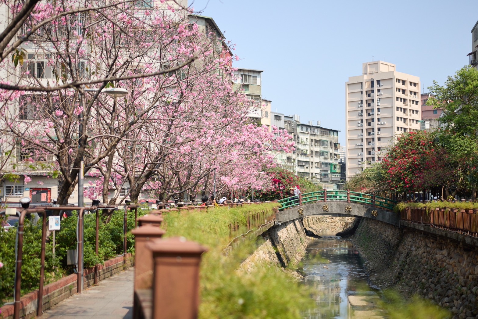 希望之河沿岸有60多株櫻花