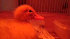 近來日夜溫差大，使用紅外線保溫燈照射讓小鴨頭舒適溫暖