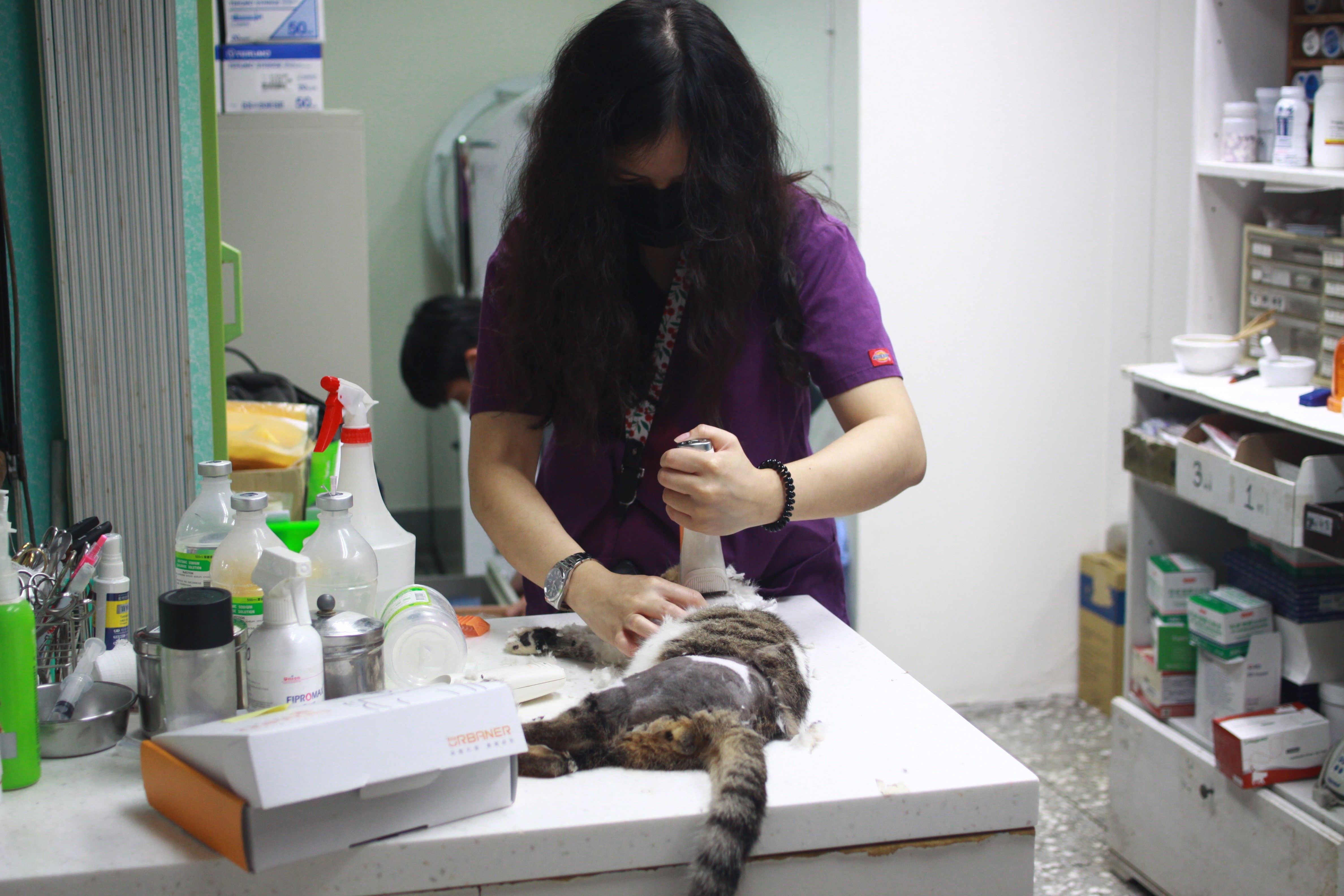 小虎斑貓在毛寶貝醫療中心進行外科手術前剃毛