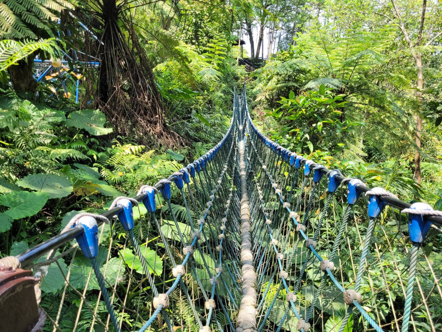 桐花公園裡的三角吊橋