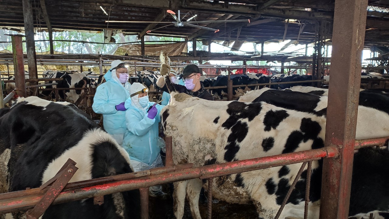 獸醫師替牛隻進行皮內注射結核菌素檢測