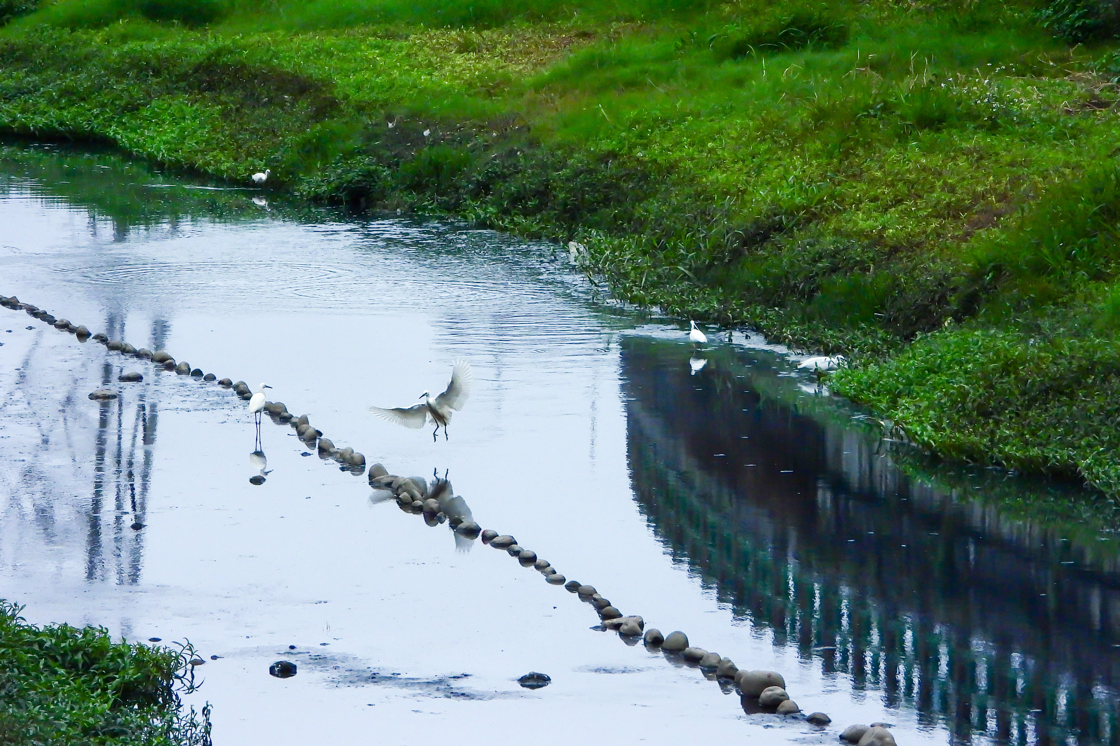 成群白鷺鷥出現在鴨母港溝，也重拾蘆洲河畔回憶