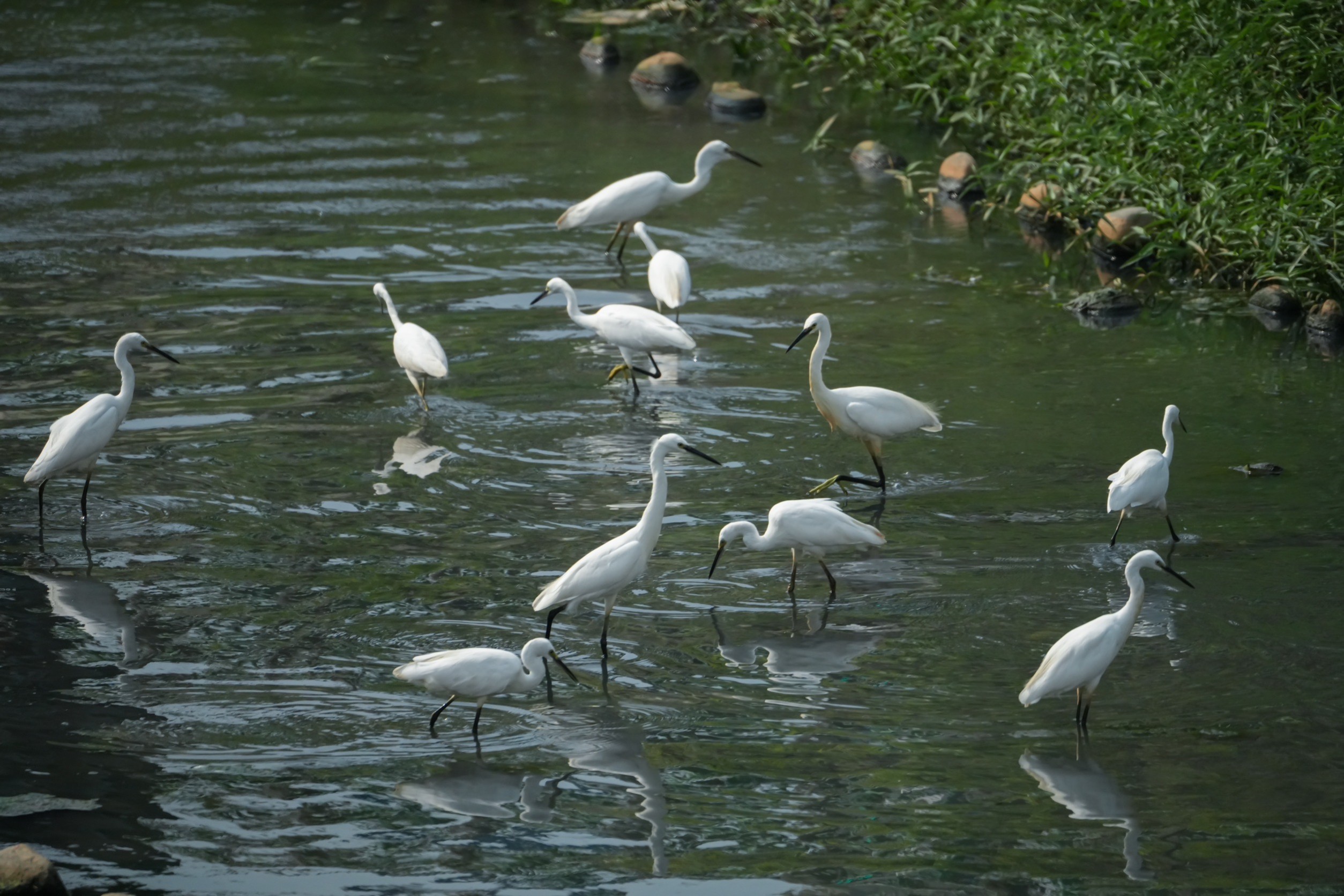 鴨母港溝蛻變成蘆洲最耀眼的生態亮點，現在天天都可見白鷺鷥成群在水中跳動與覓食