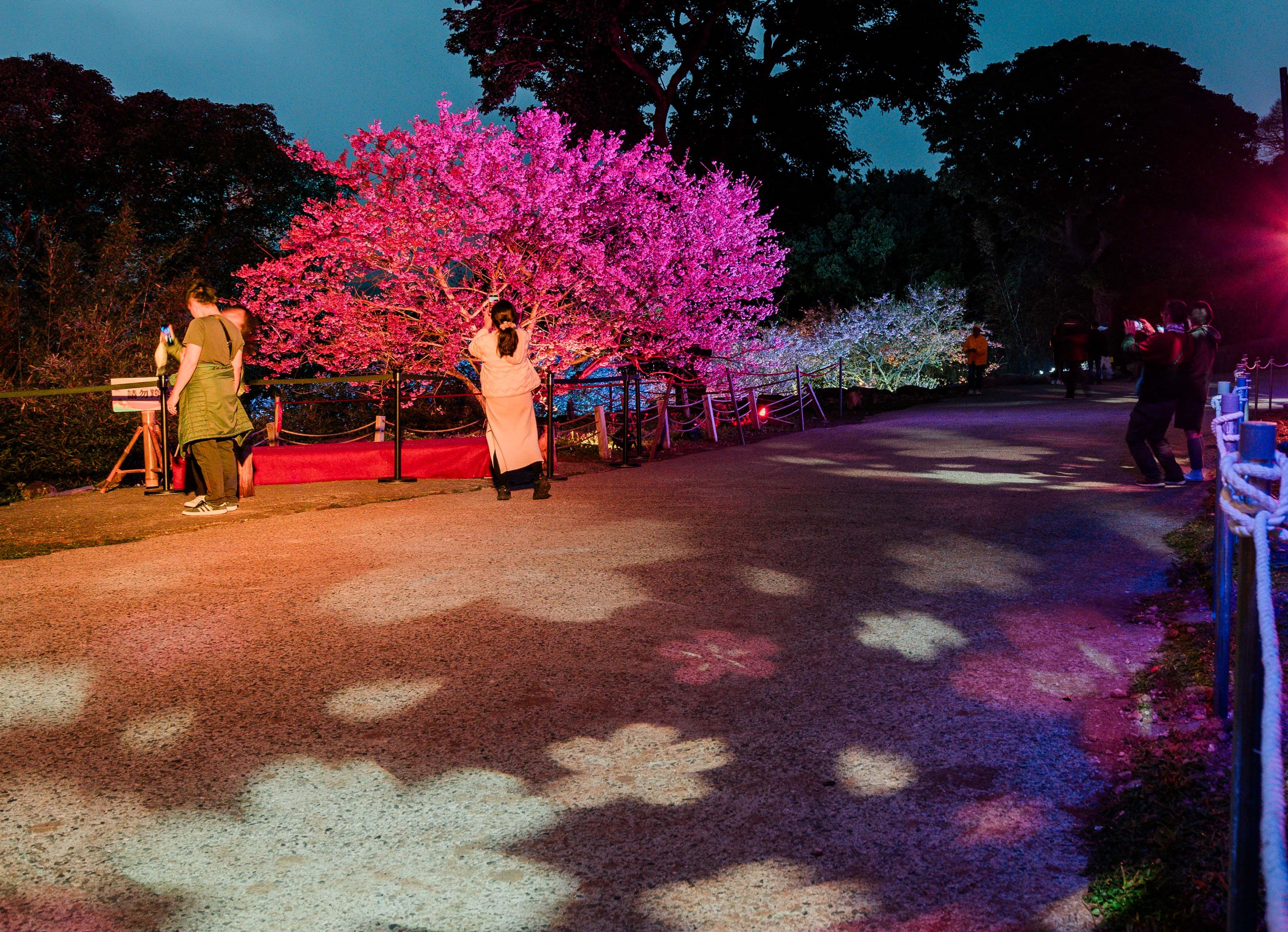  來到天元宮賞夜櫻千萬別錯過「流動櫻蒔區」，這是由新媒體藝術家郭佩奇老師所設計，於地面投射出具有律動感的櫻花花瓣