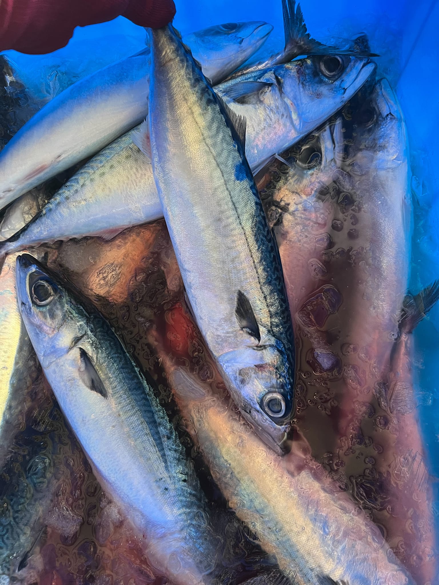 東北角特色鯖鰺漁業，在地船家捕撈新鮮上岸