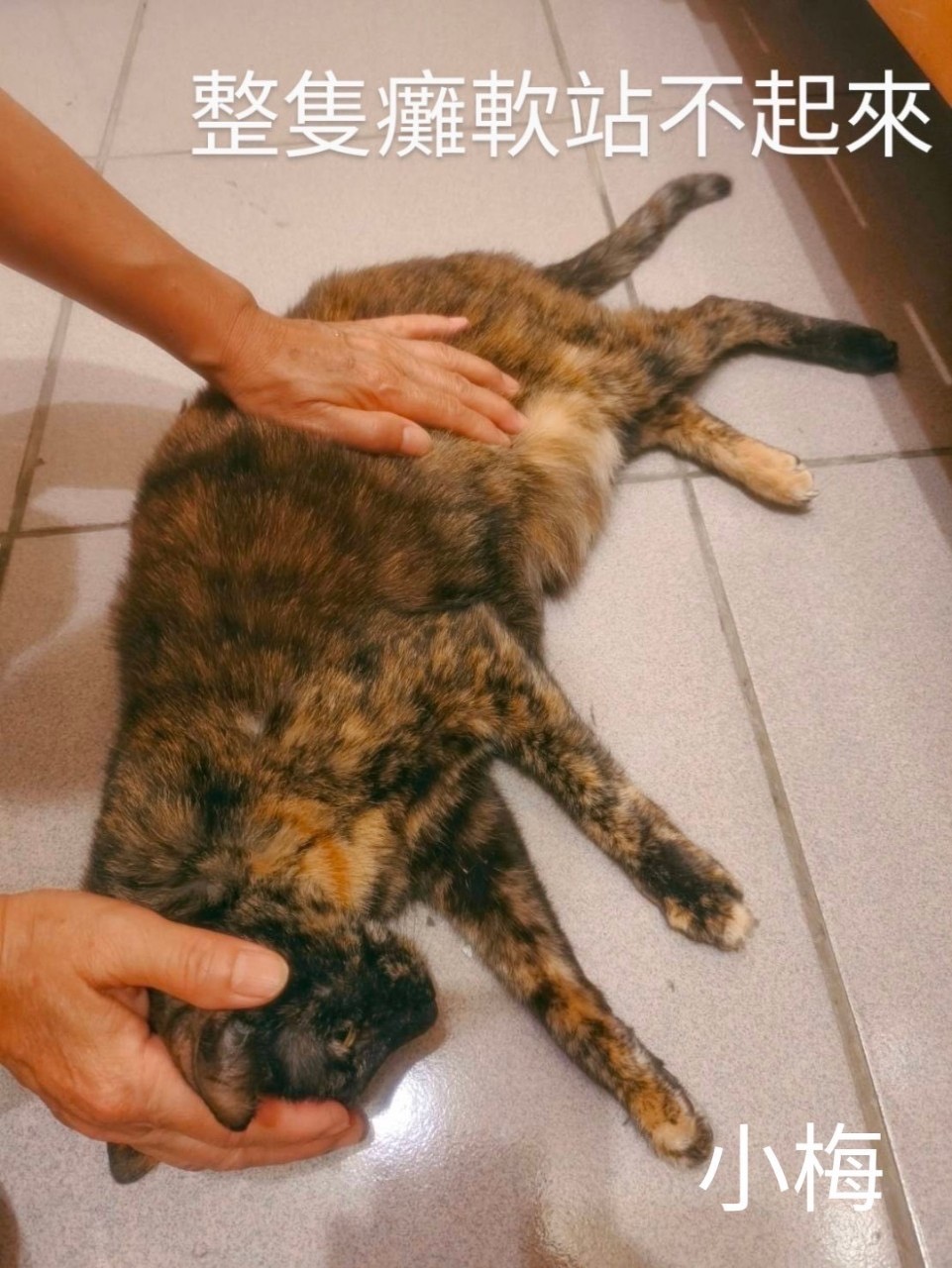 陳情飼主提供貓咪低血鉀發病照片