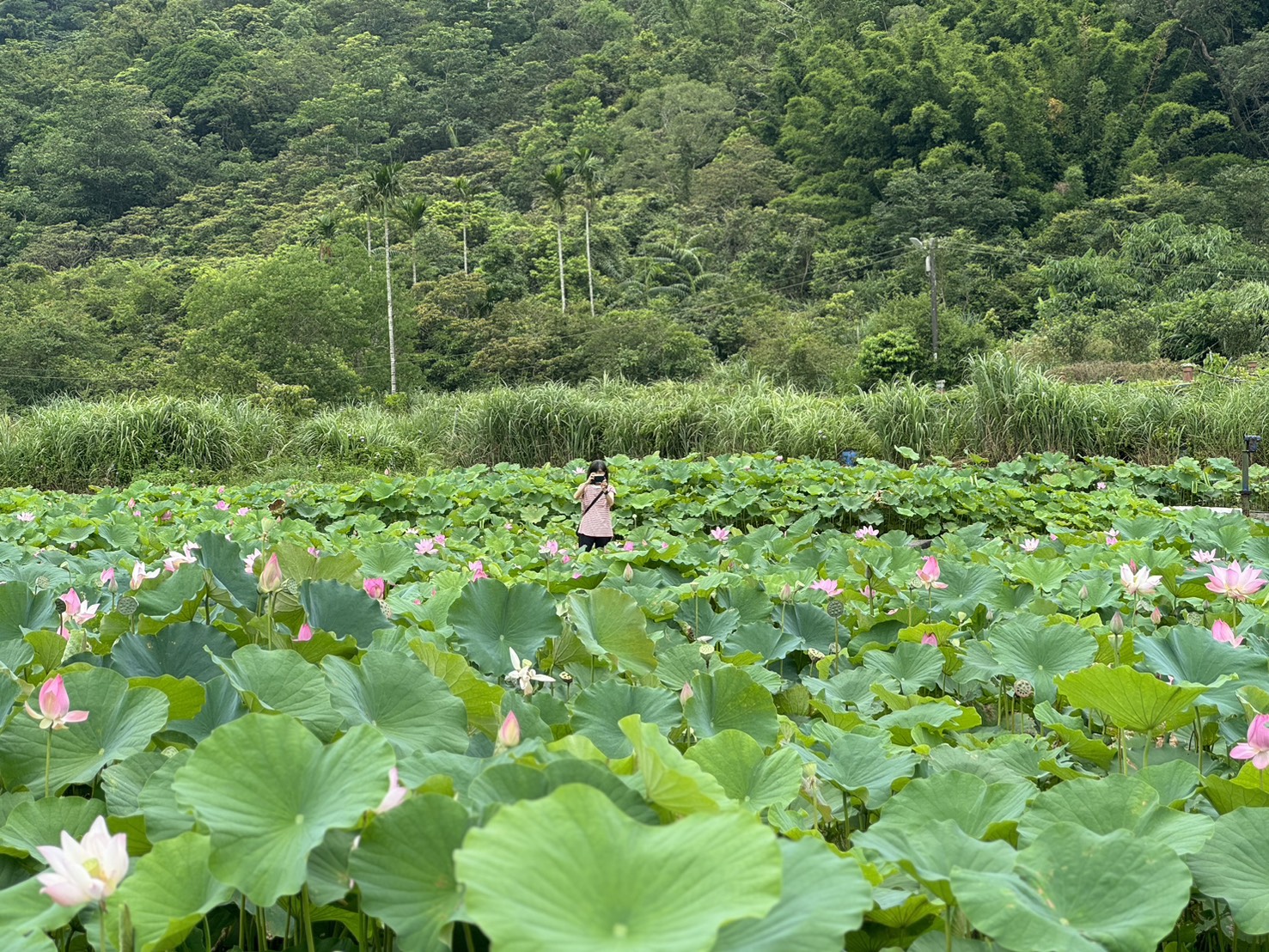 圖片來源:新北市政府