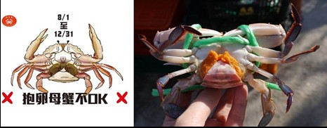 8月1日至12月31日禁止捕撈抱卵母蟹