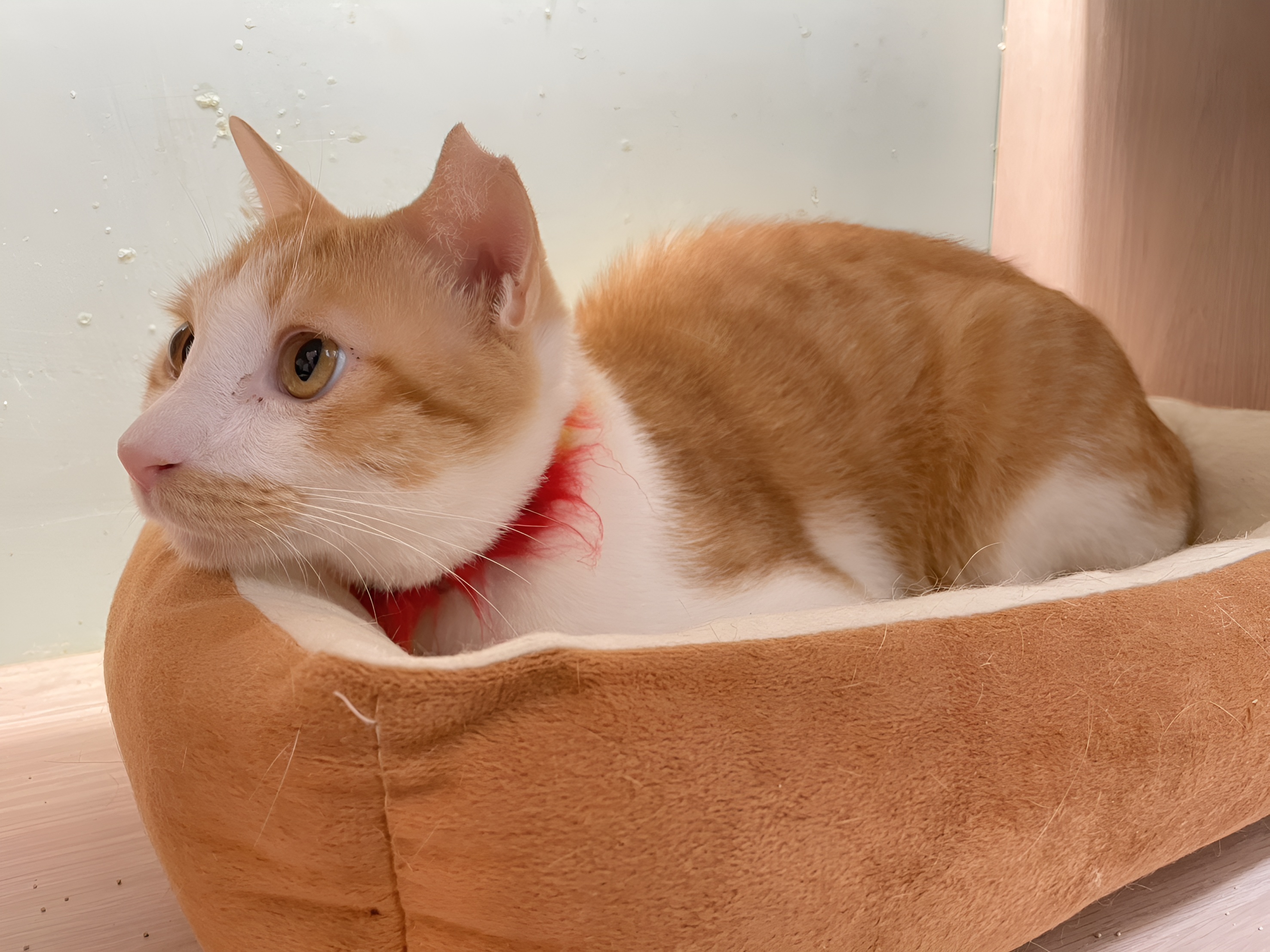 8月30快來板橋家樂福一起來和橘子玩。