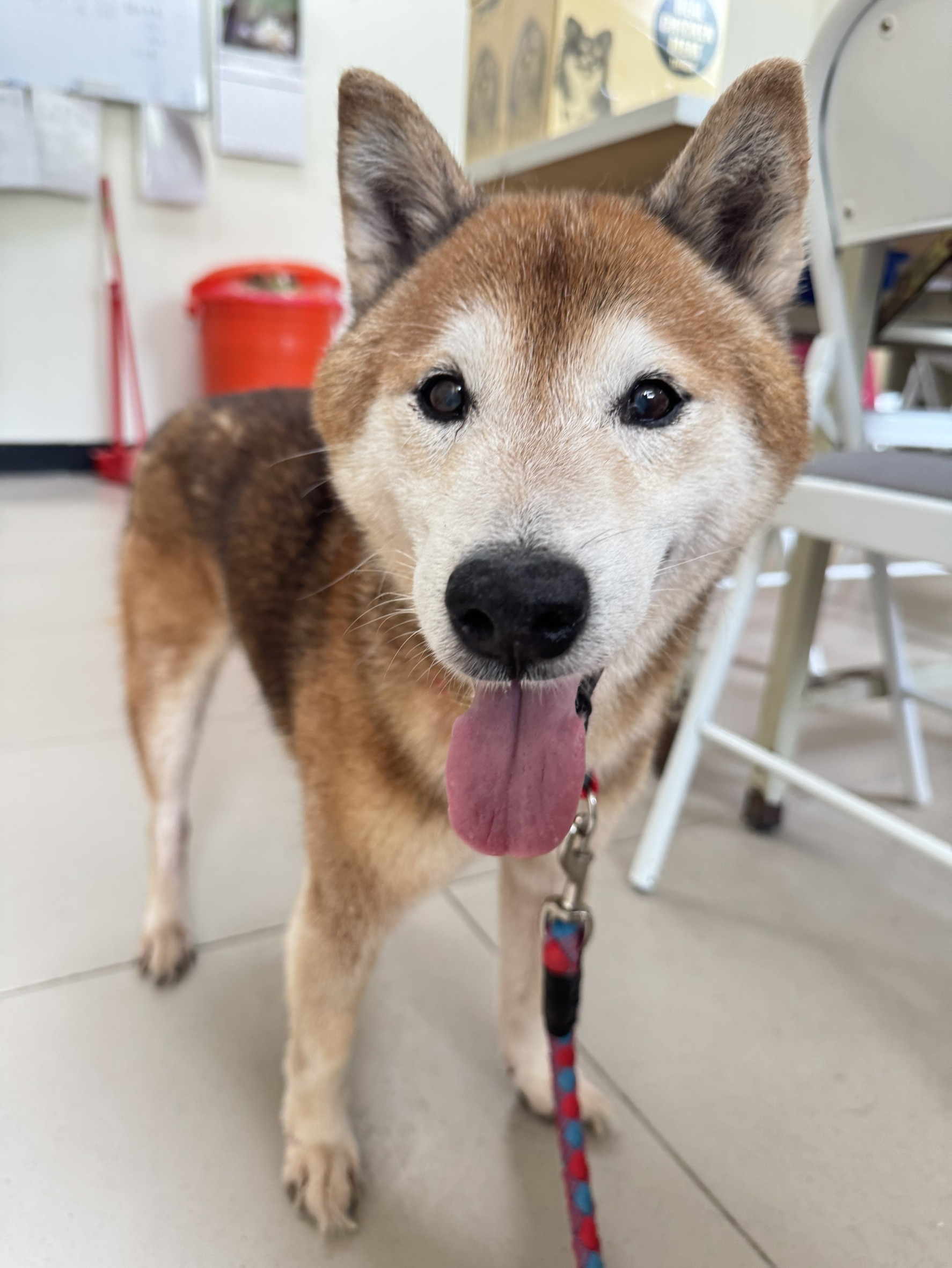 憨厚可愛的樂樂會在8月31日的活動跟大家見面。