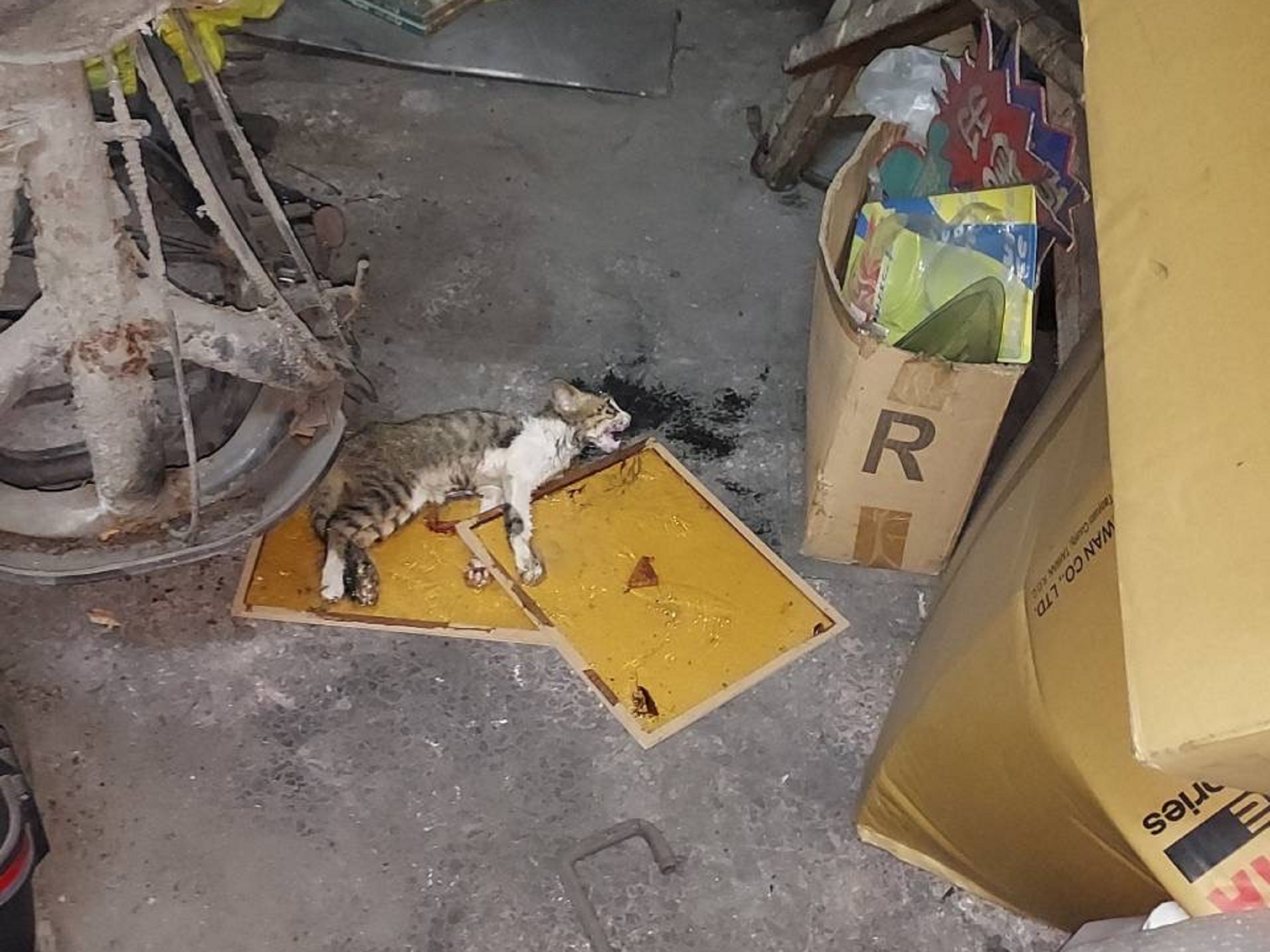 圖片來源:新北市政府