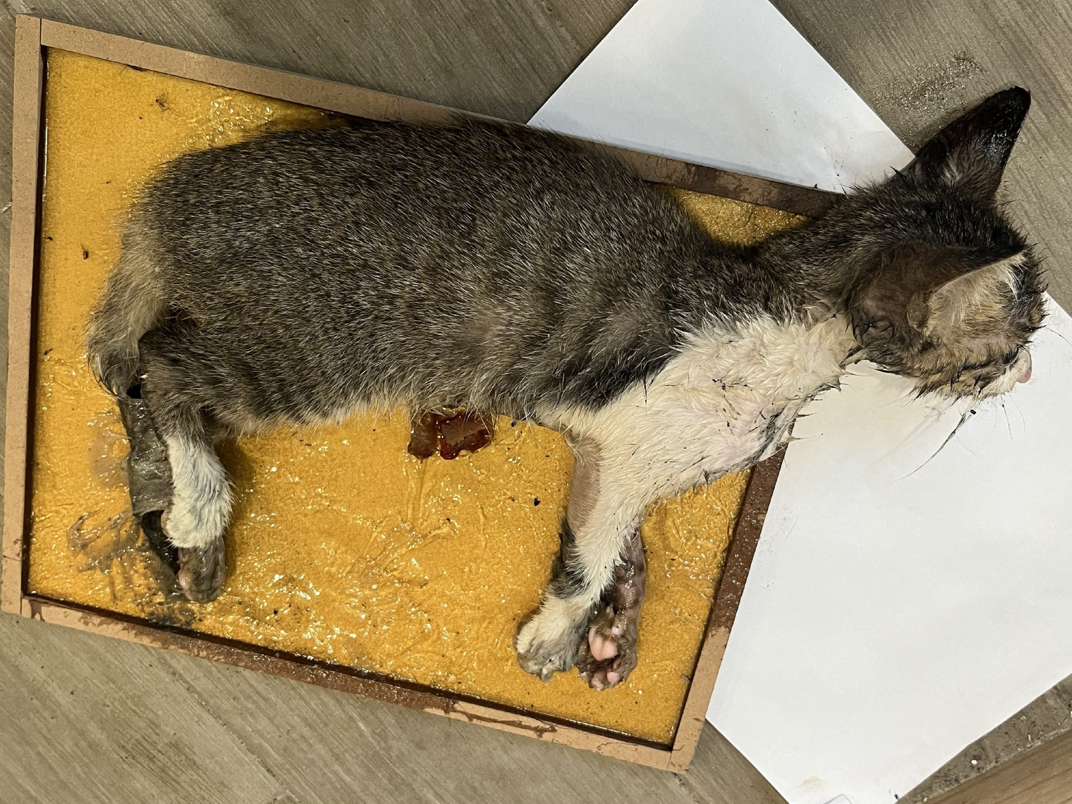 圖片來源:新北市政府