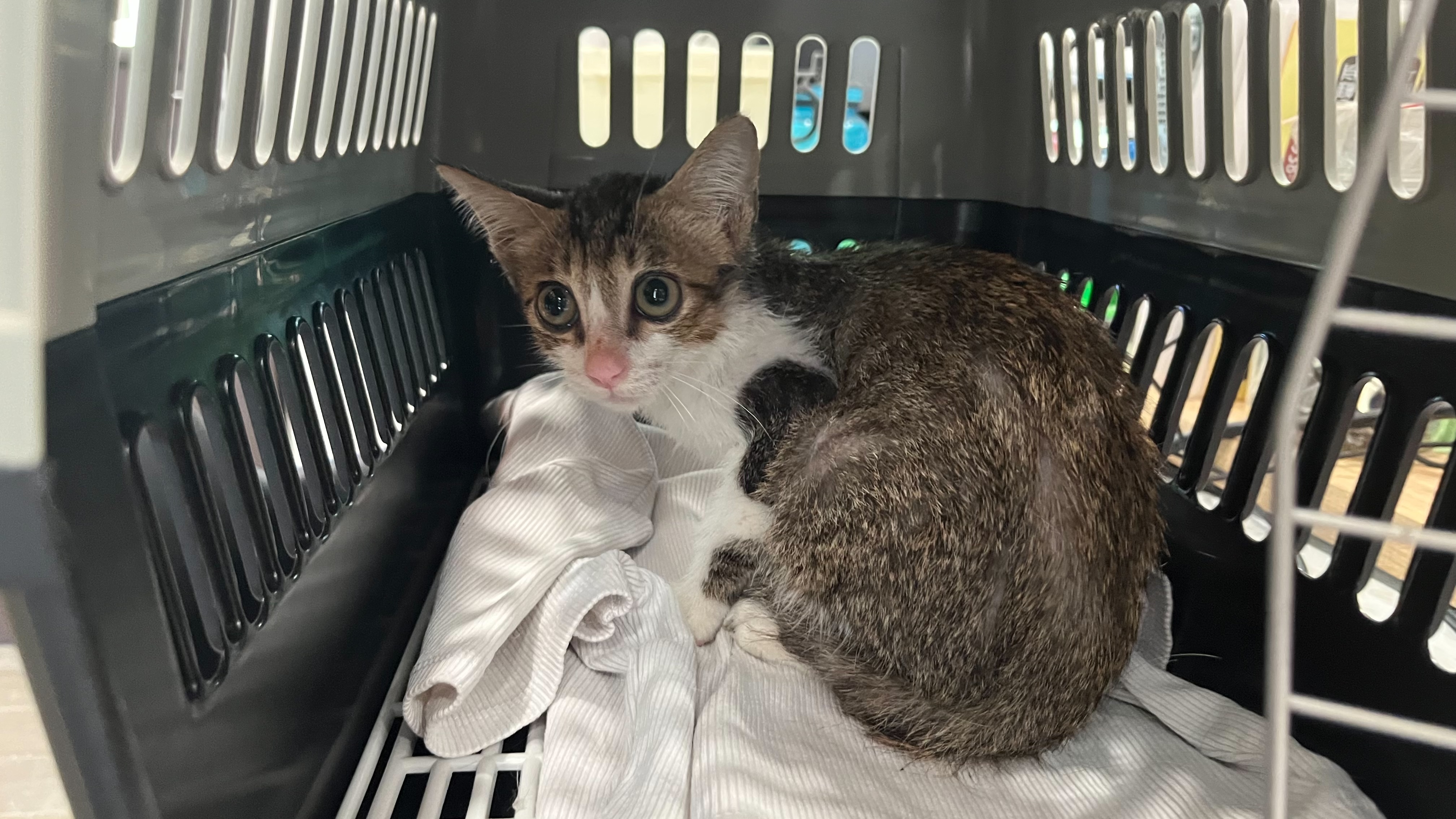 圖片來源:新北市政府