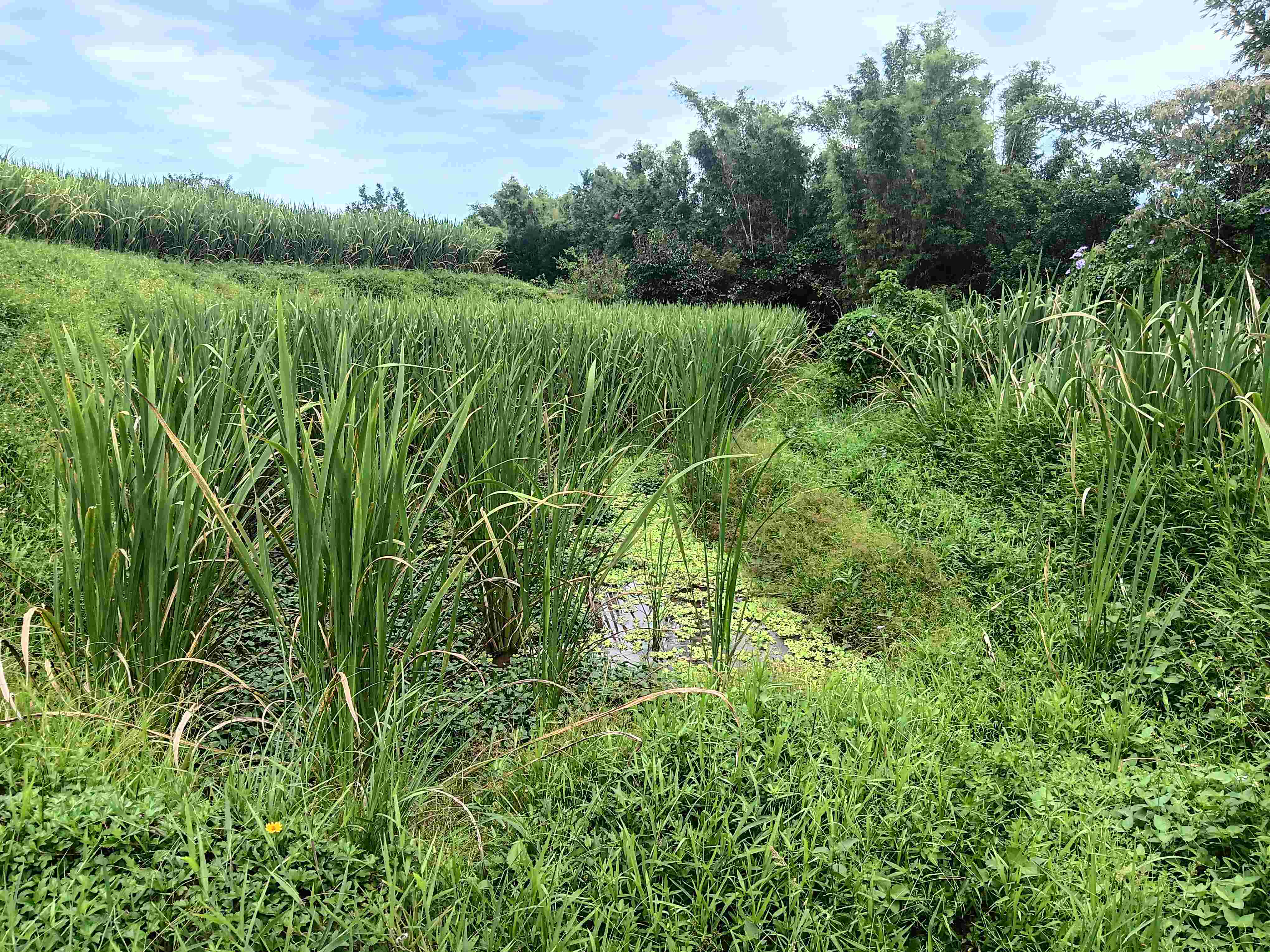 圖片來源:新北市政府