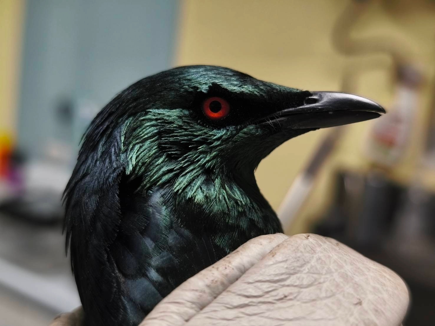 圖片來源:新北市政府