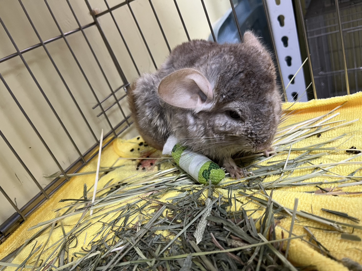 圖片來源:新北市政府